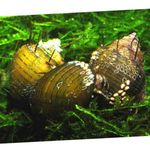 Aquarium Süßwasser-muschel Hairly Schnecke, Thiara cancellata gelb Foto, Beschreibung und kümmern, wächst und Merkmale