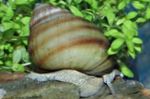 Photo Japanese Trapdoor Snail (Pond) spherical spiral characteristics