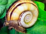 Gėlavandeniai Moliuskas sferinis spiralės Marisa Nuotrauka, charakteristikos