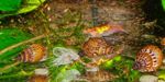 Akvārijs Saldūdens Gliemežu Melanoides Granifera bēšs Foto, apraksts un ka, augošs un raksturlielumi
