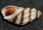 Slatkovodna školjka izdužena spirala Melanopsis Costata Foto, karakteristike