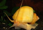 水族館 しじみ 謎のカタツムリ、リンゴカタツムリ, Pomacea bridgesii 黄 フォト, 説明 と ケア, 成長 と 特性