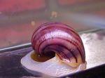 Aquarium Freshwater Clam Mystery Snail, Apple Snail, Pomacea bridgesii pink Photo, description and care, growing and characteristics