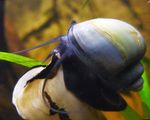 Aquarium Freshwater Clam Mystery Snail, Apple Snail, Pomacea bridgesii blue Photo, description and care, growing and characteristics