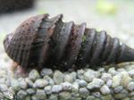 Slatkovodna školjka izdužena spirala Pachymelania Fusca Foto, karakteristike