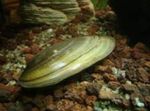 Aquarium Freshwater Clam Painter's Mussels, Unio pictorum green Photo, description and care, growing and characteristics