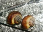 福寿螺牡蛎