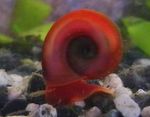 Aquarium Freshwater Clam Ramshorn Snail, Planorbis corneus red Photo, description and care, growing and characteristics