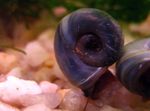 Aquarium Freshwater Clam Ramshorn Snail, Planorbis corneus grey Photo, description and care, growing and characteristics