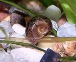 Aquarium Freshwater Clam Ramshorn Snail, Planorbis corneus brown Photo, description and care, growing and characteristics