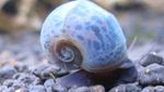 Aquarium Freshwater Clam Ramshorn Snail, Planorbis corneus beige Photo, description and care, growing and characteristics
