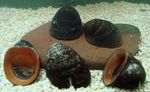 Akvárium Sladkovodní škeble Červené Rty Hlemýžď, Nerritina sp. hnědý fotografie, popis a péče, pěstování a charakteristiky