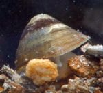 Akvárium édesvízi kagyló River Kürtöscsigából, Ancylus bézs fénykép, leírás és gondoskodás, növekvő és jellemzők