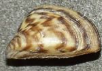  clam shell Zebramuschel Foto, Merkmale