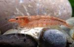Аквариум  скарида, Potimirim americana червен снимка, описание и грижа, култивиране и характеристики