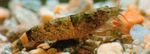 水族館 淡水甲殻類 AtyaのScabra エビ 特性 と フォト