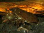 Aquarium Atya Scabra shrimp, Atya scabra, Atya margaritacea brown Photo, description and care, growing and characteristics