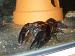 Aquarium Freshwater Crustaceans Black Lobster crayfish characteristics and Photo