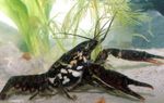 Photo Aquarium Freshwater Crustaceans Black Mottled Crayfish   characteristics
