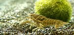 Akvarij Črno Lisasto Raki, Procambarus enoplosternum rjava fotografija, opis in nega, rast in značilnosti