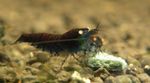 Aquarium Freshwater Crustaceans Black Tiger Shrimp  characteristics and Photo