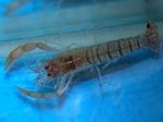 Aquarium Freshwater Crustaceans Blue Banded Shrimp, Blue Zebra Shrimp  characteristics and Photo