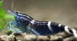 Aquarium Blue Bee Shrimp, Caridina sp. Blue Bee blue Photo, description and care, growing and characteristics