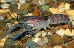 Aquarium Freshwater Crustaceans Blue Crayfish  characteristics and Photo