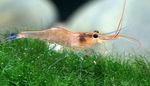 Aquarium Freshwater Crustaceans Blue Leg Poso Shrimp  characteristics and Photo