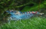 Aquarium Freshwater Crustaceans Blue Pearl Shrimp  characteristics and Photo