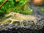 Aquarium Freshwater Crustaceans Cambarellus Chapalanus crayfish characteristics and Photo