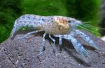 Aquarium Cambarellus Diminutus crayfish blue Photo, description and care, growing and characteristics