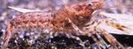 Aquarium Cambarellus Diminutus crayfish brown Photo, description and care, growing and characteristics