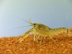Photo Aquarium Freshwater Crustaceans Cambarellus Ninae crayfish  characteristics