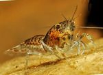 Аквариум Карликовый болотный рак, Cambarellus puer красный Фото, описание и уход, выращивание и характеристика