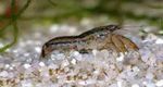 Aquarium Freshwater Crustaceans Cambarellus Schmitti crayfish characteristics and Photo
