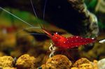 Aquarium Freshwater Crustaceans Cardinal Shrimp  characteristics and Photo