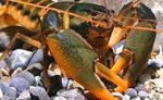 Acvariu Crustacee de Apă Dulce Cherax Holthuisi rac de râu caracteristici și fotografie