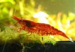 Aquarium Freshwater Crustaceans Cherry Shrimp  characteristics and Photo