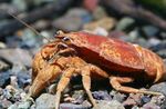 Акваријум Cockroach Crayfish краба, Aegla platensis браон фотографија, опис и брига, растуће и карактеристике
