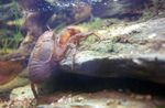 Akvārijs Tarakāns Vēži krabis, Aegla platensis brūns Foto, apraksts un ka, augošs un raksturlielumi