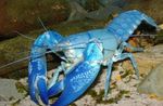 Aquário Yabby Ciano lagostim, Cherax destructor azul foto, descrição e cuidado, crescente e características