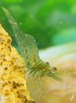 Akvárium édesvízi rákok Sötétzöld Garnéla garnélarák jellemzők és fénykép