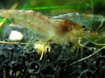 Aquarium Freshwater Crustaceans Dwarf Aquarium Shrimp  characteristics and Photo