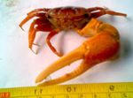 Photo Aquarium Freshwater Crustaceans Fiddler Crab   characteristics