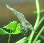 Aquarium Freshwater Rivers Galicia Shrimp, Atyaephyra desmarestii grey Photo, description and care, growing and characteristics