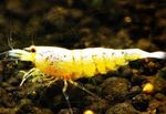 Aquarium Freshwater Crustaceans Golden Bee Shrimp  characteristics and Photo