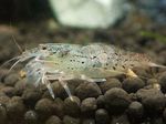 Aquarium Green Lacer Shrimp, Atyoida pilipes grey Photo, description and care, growing and characteristics