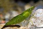 Aquarium Freshwater Crustaceans Green Shrimp  characteristics and Photo