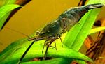 Aquarium Freshwater Crustaceans Macrobrachium shrimp characteristics and Photo